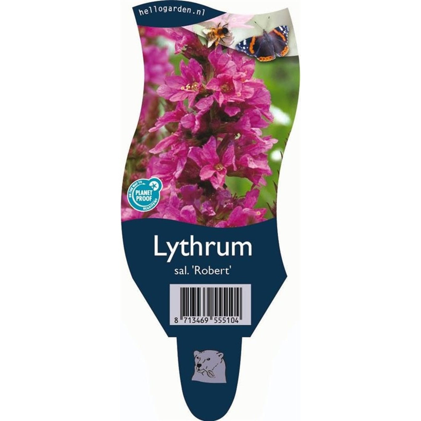 Fackelblomster – Lythrum salicaria 'Robert' - P11