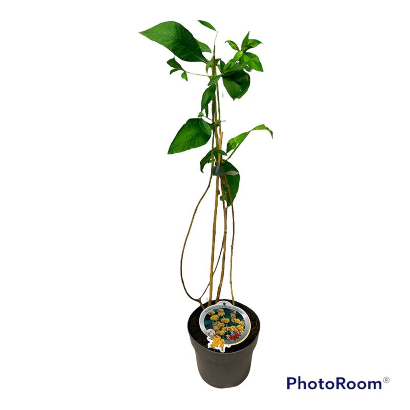 Sommarlilja – Buddleja weyer. 'Sungold' - C3 50-60 CM