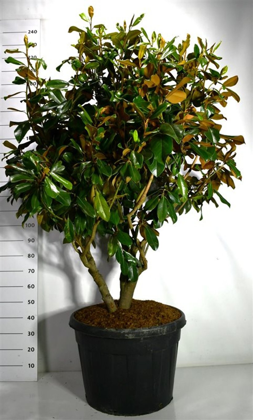 Städsegrön magnolia – Magnolia grandiflora &