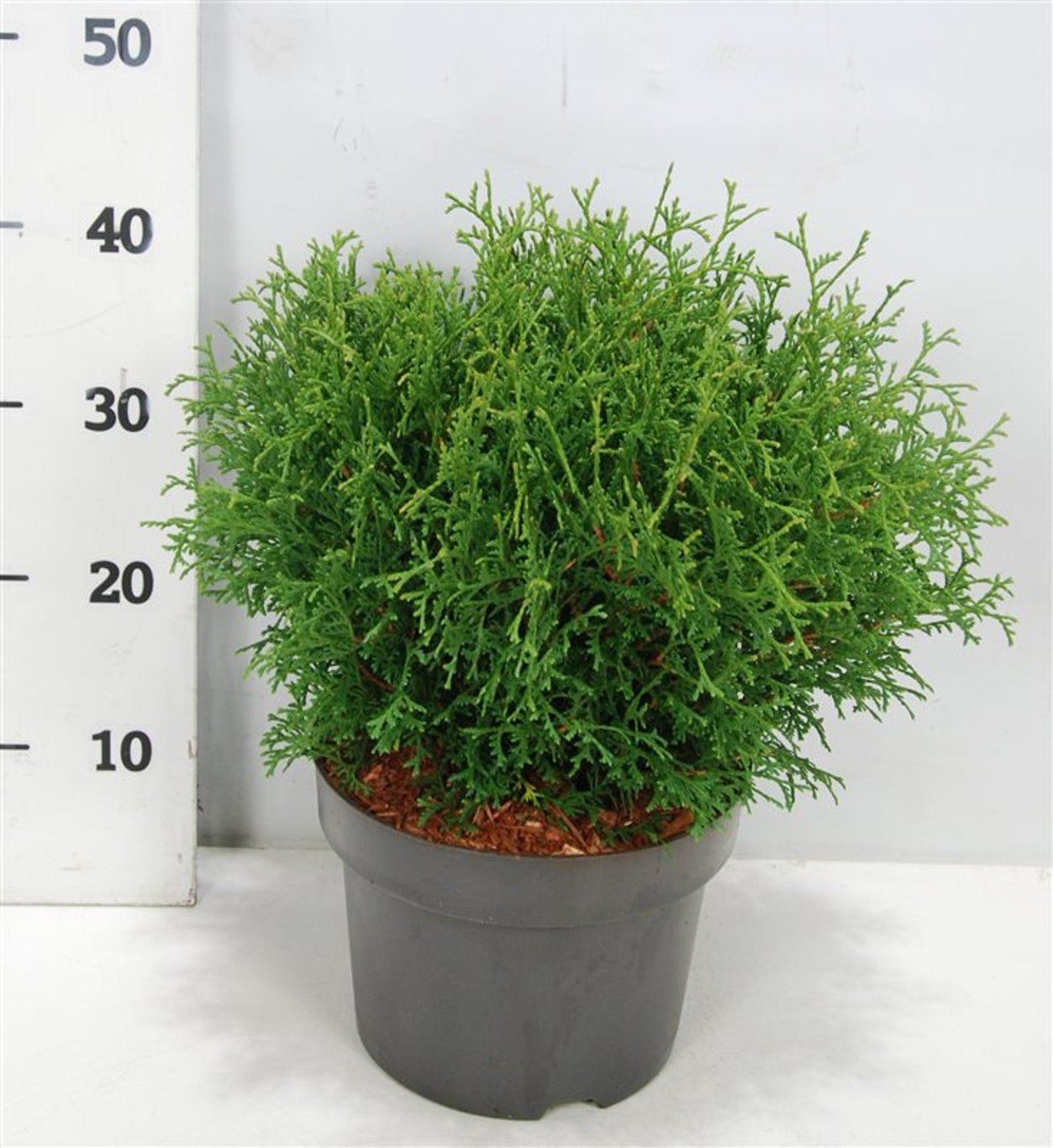 Thuja – Thuja occidentalis 'Tiny Tim' - C5 30-40 cm.