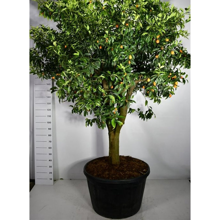 Mandarin – Citrus nobilis - C230 70 cm. Stam