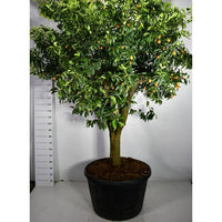 Mandarin – Citrus nobilis - C230 70 cm. Stam