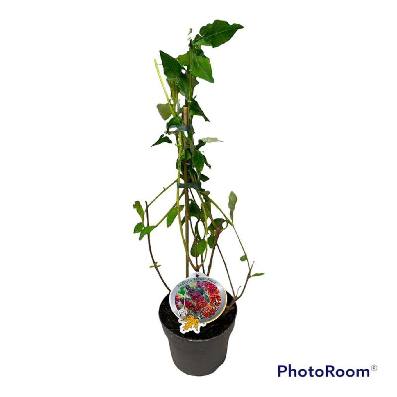 Sommarlilja – Buddleja dav. 'Flower Power' - C3 50-60 CM