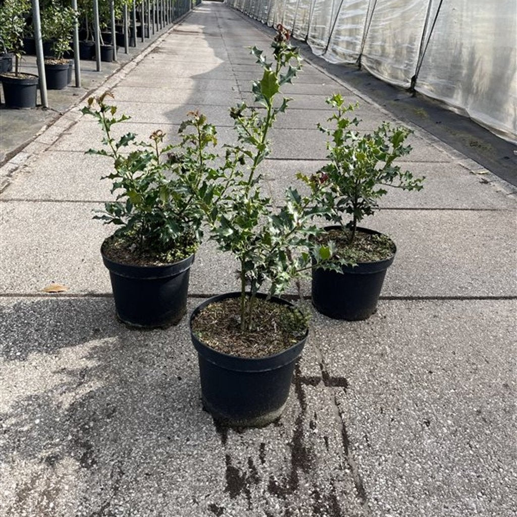 Järnek – Ilex aquifolium - C7.5 40-60 CM