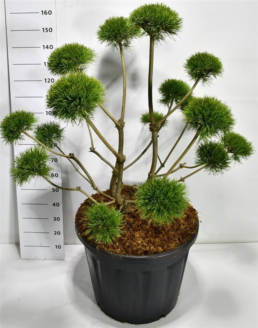 Tall – Pinus sylvestris &