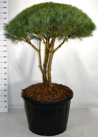 Tall – Pinus sylvestris 'Watereri' - C180 100-125 cm. Parasol