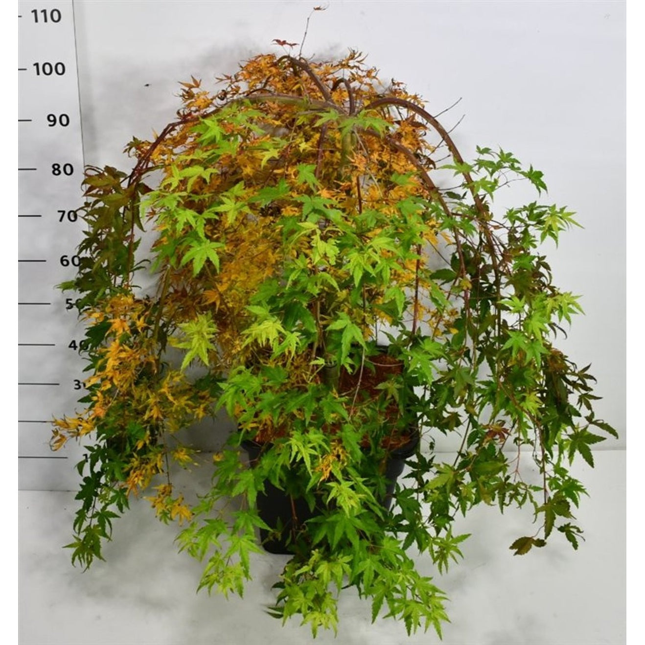 Japansk lönn – Acer palmatum 'Ryusen' - C35 50 cm. Stam