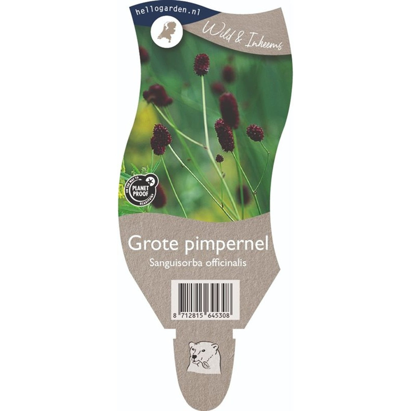 Blodtopp – Sanguisorba officinalis - P11