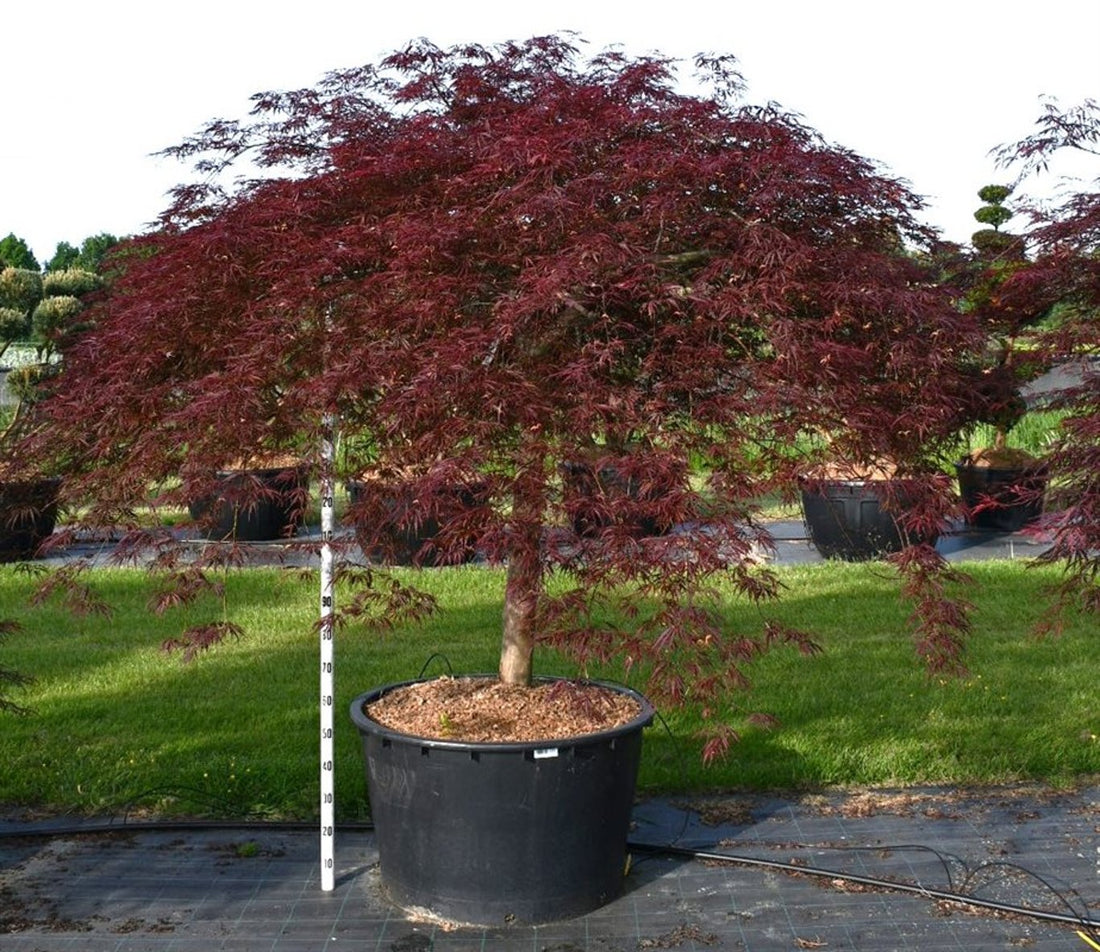 Japansk lönn – Acer palmatum &