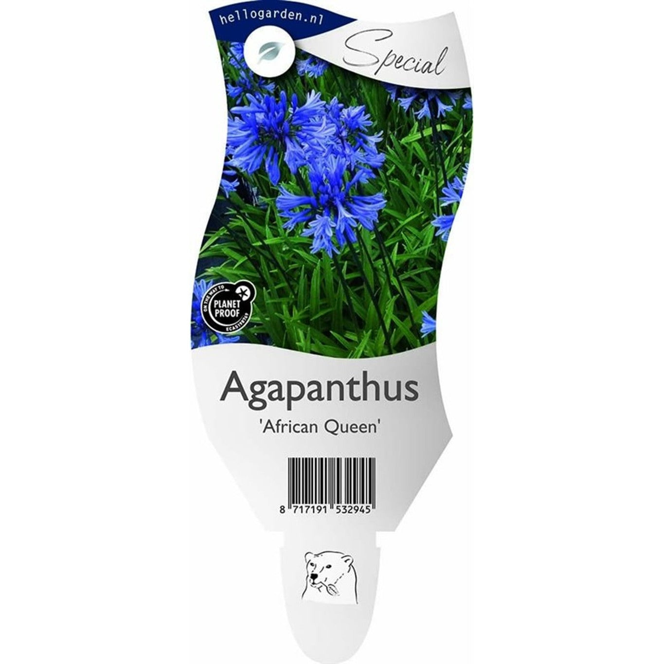 Afrikansk blåstjärna – Agapanthus 'African Queen' - P11