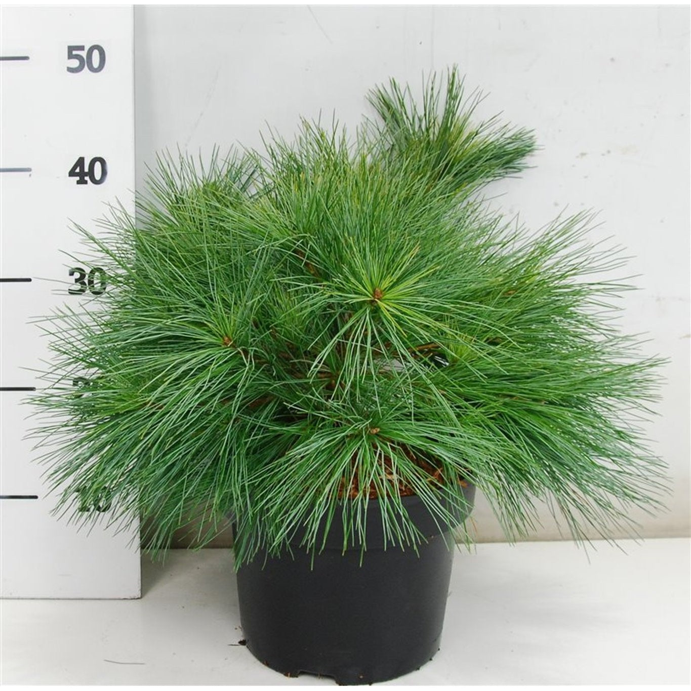 Västra vit­tall – Pinus strobus 'Blue Shag' - C5 30-40 cm.