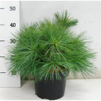 Västra vit­tall – Pinus strobus 'Blue Shag' - C5 30-40 cm.