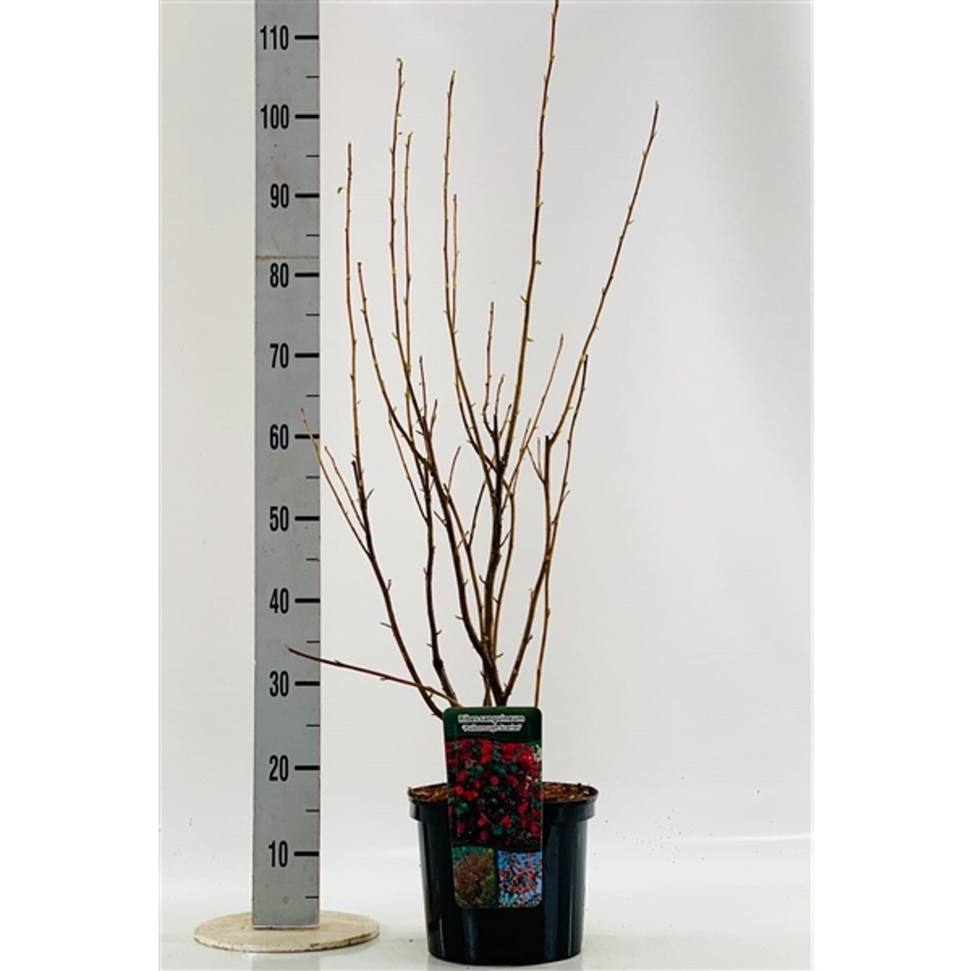 Blodrips – Ribes sanguineum 'Pulborough Scarlet' - C5 60-100 CM