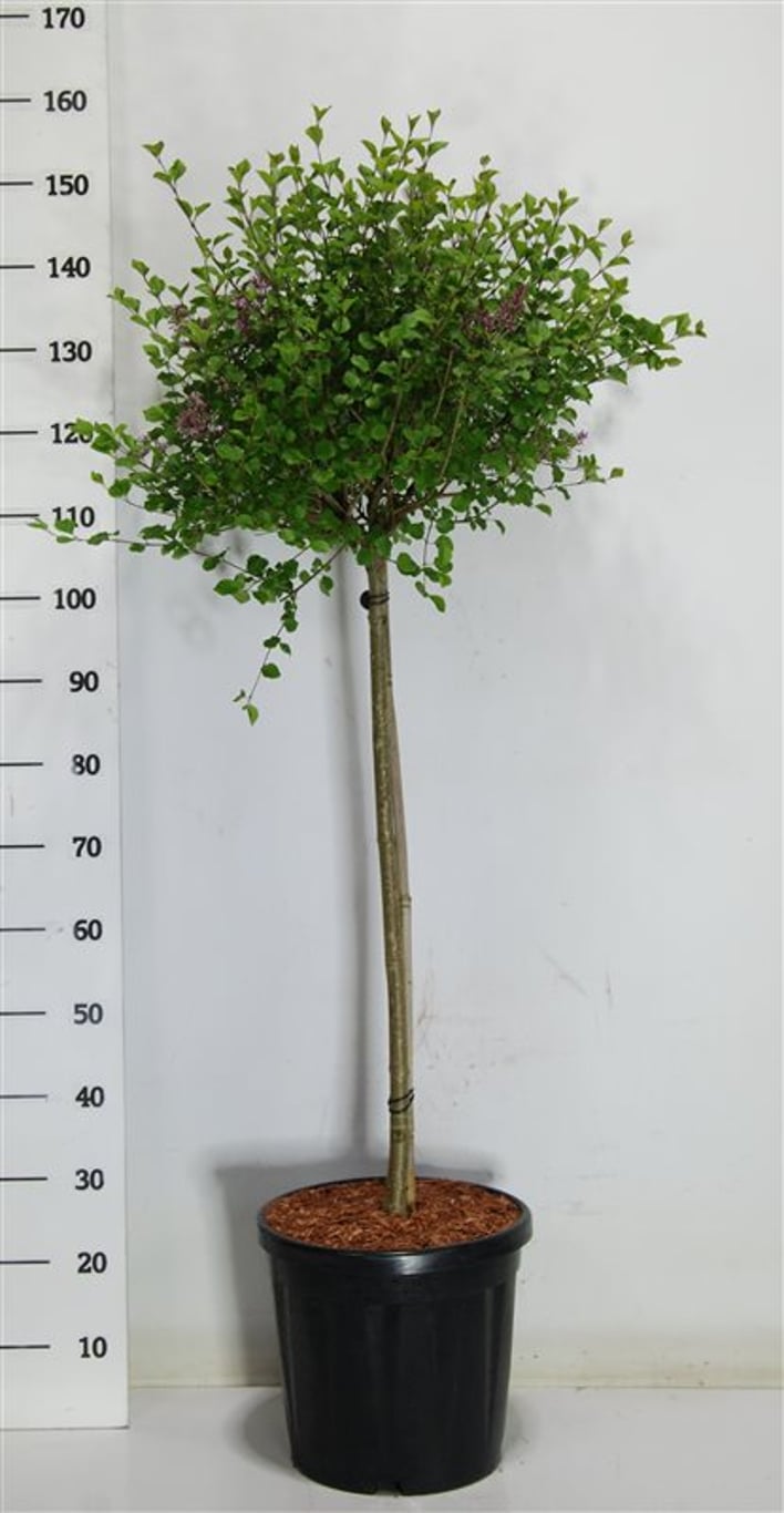 Dvärgsyren – Syringa meyeri &