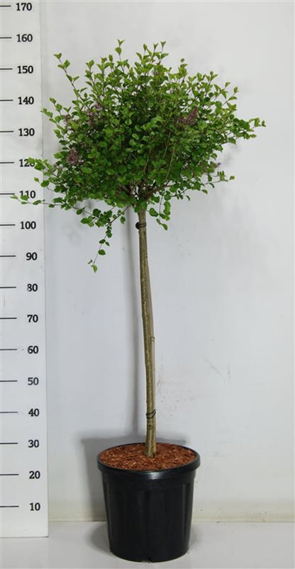 Dvärgsyren – Syringa meyeri &