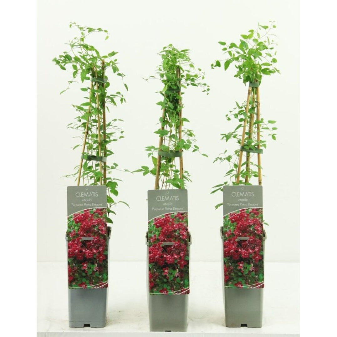 Klematis – Clematis 'Purpurea Plena Elegans' - C2 50-60 CM 3 Stick
