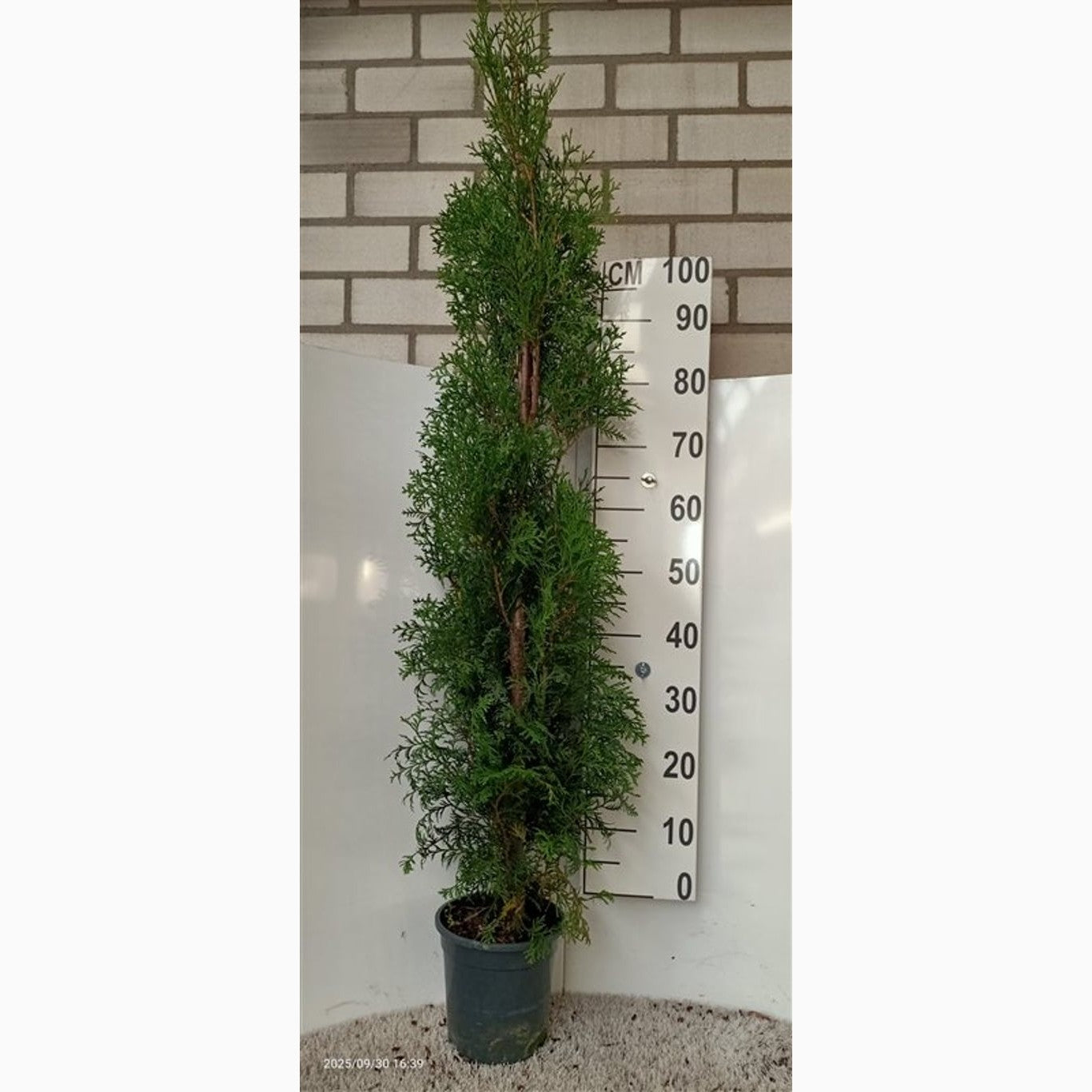 Thuja – Thuja occidentalis 'Thin Man' - C4 100-125 CM