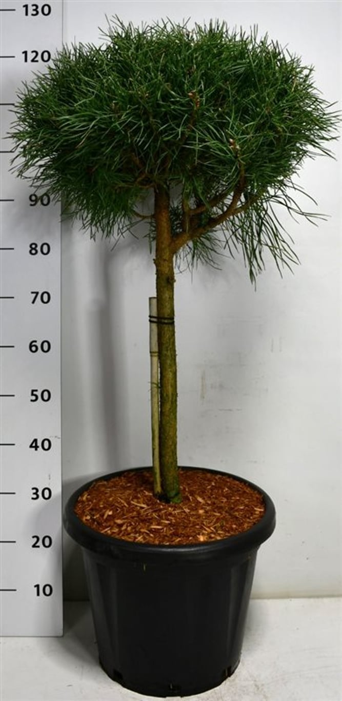 Tall – Pinus sylvestris 'Blue Pearl' - C25 40 cm. Stam