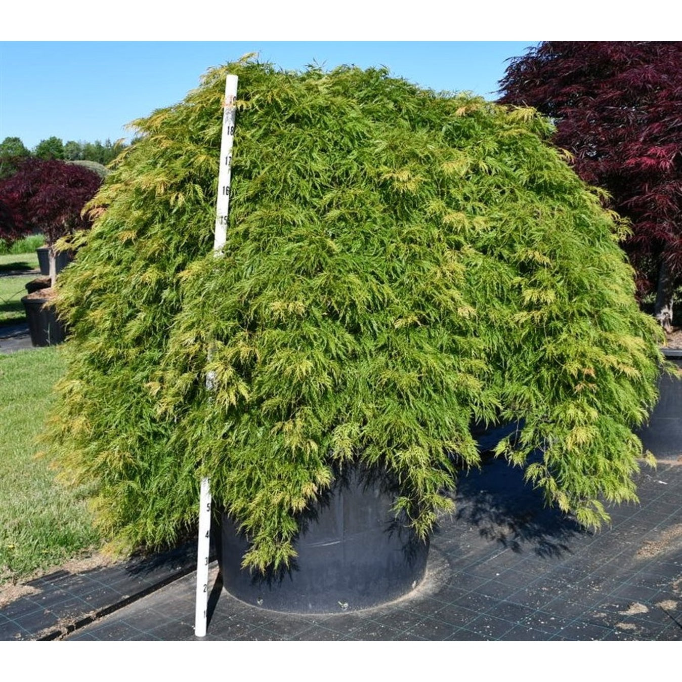 Japansk lönn – Acer palmatum 'Inaba-shidare' - C450 90 cm. Stam