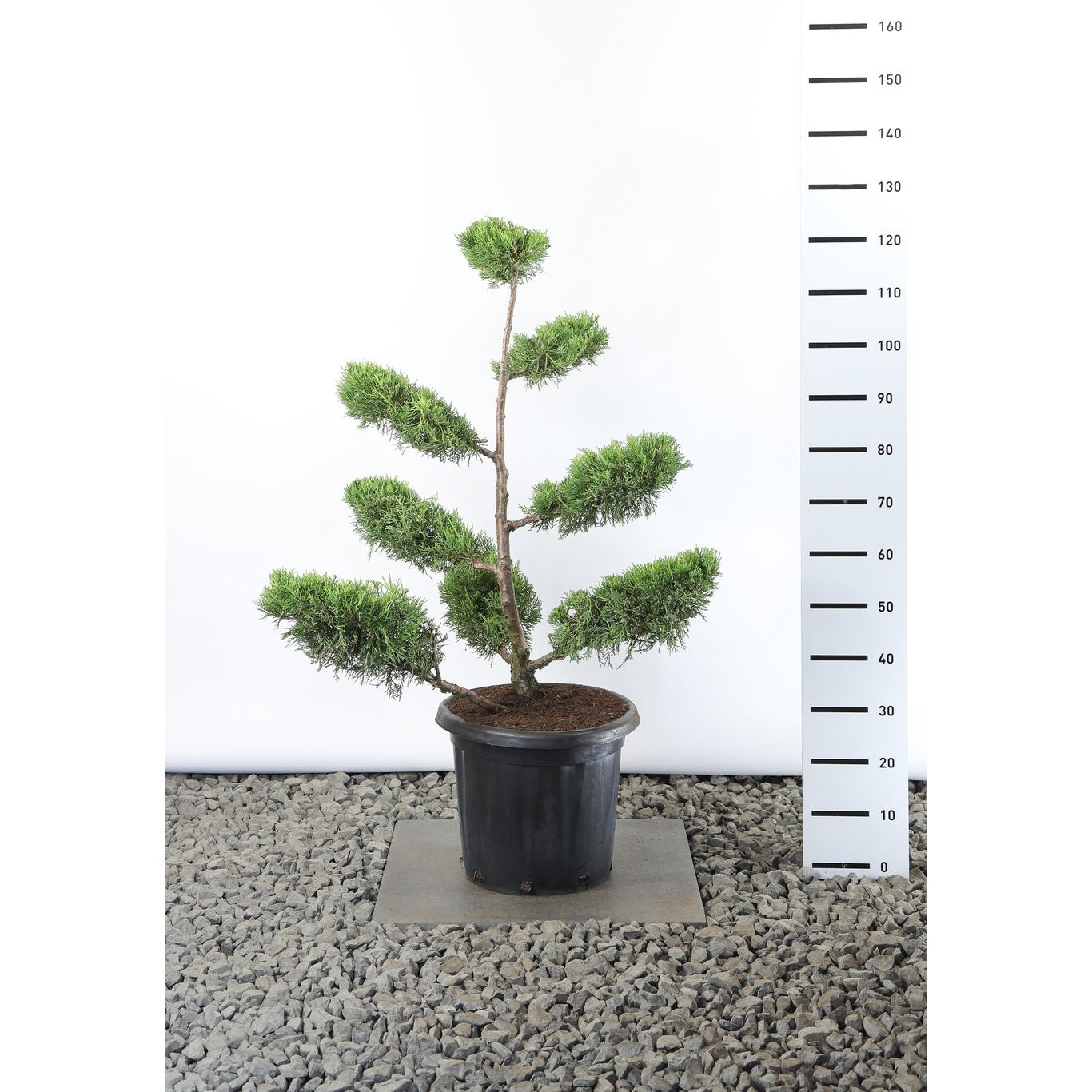 Kinesisk en – Juniperus chinensis 'Kuriwao Gold' - 80-100 CM Multiplateau EXTRA in Cont.
