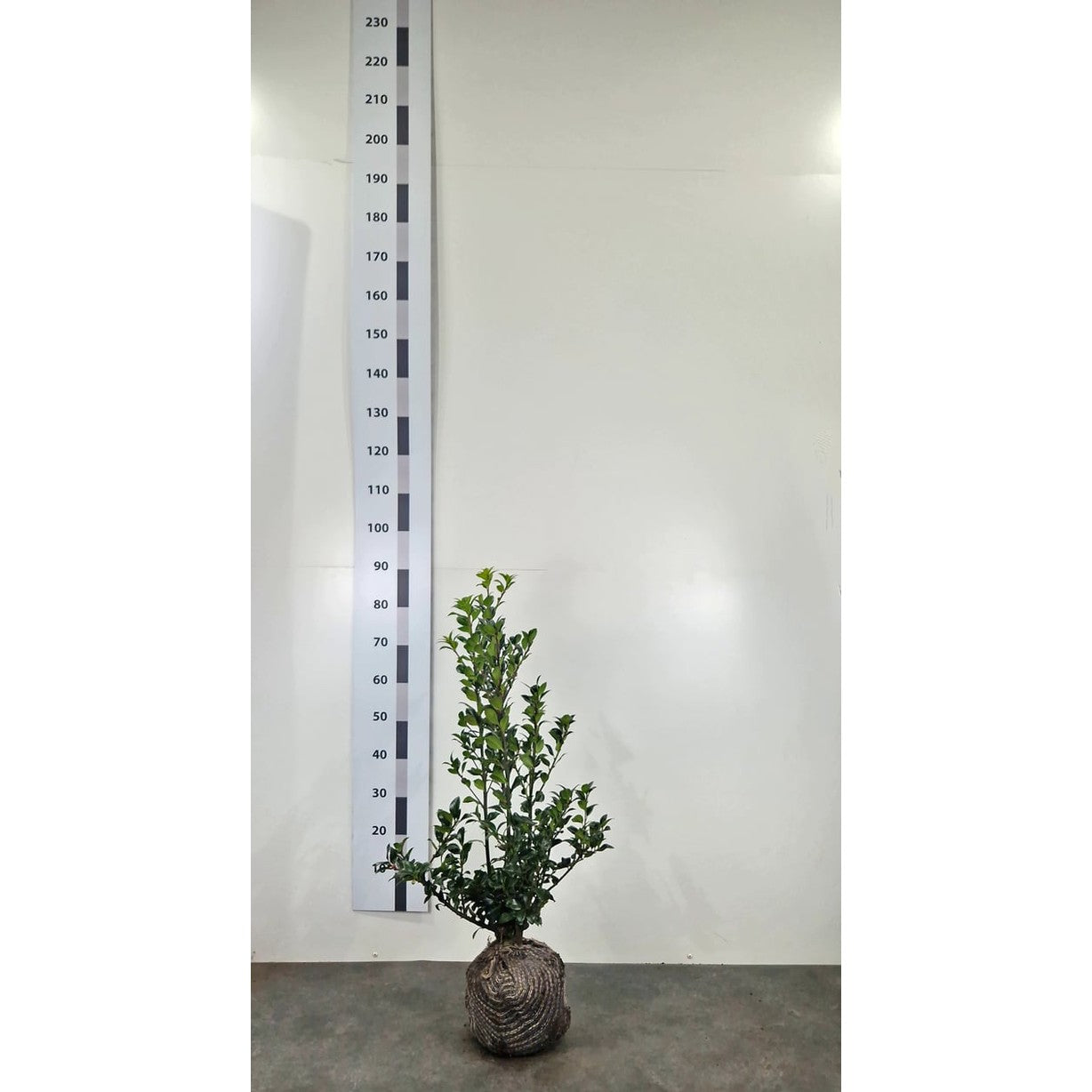 Blå järnek – Ilex meservae 'Heckenfee'® - 50-60 CM RB