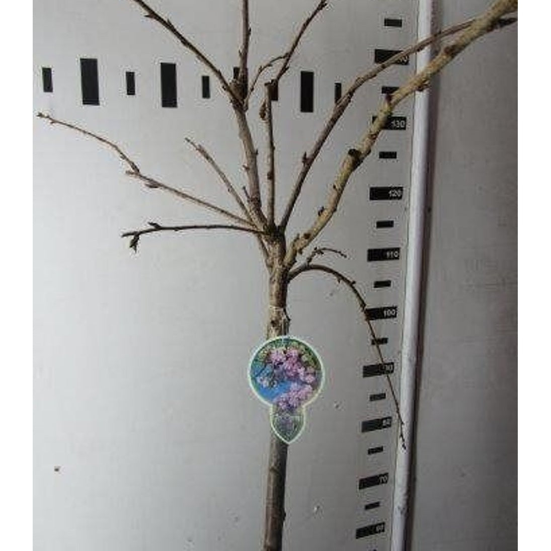 Japanskt körsbär – Prunus 'Kiku-shidare-zakura' - 120 CM Stem C7.5