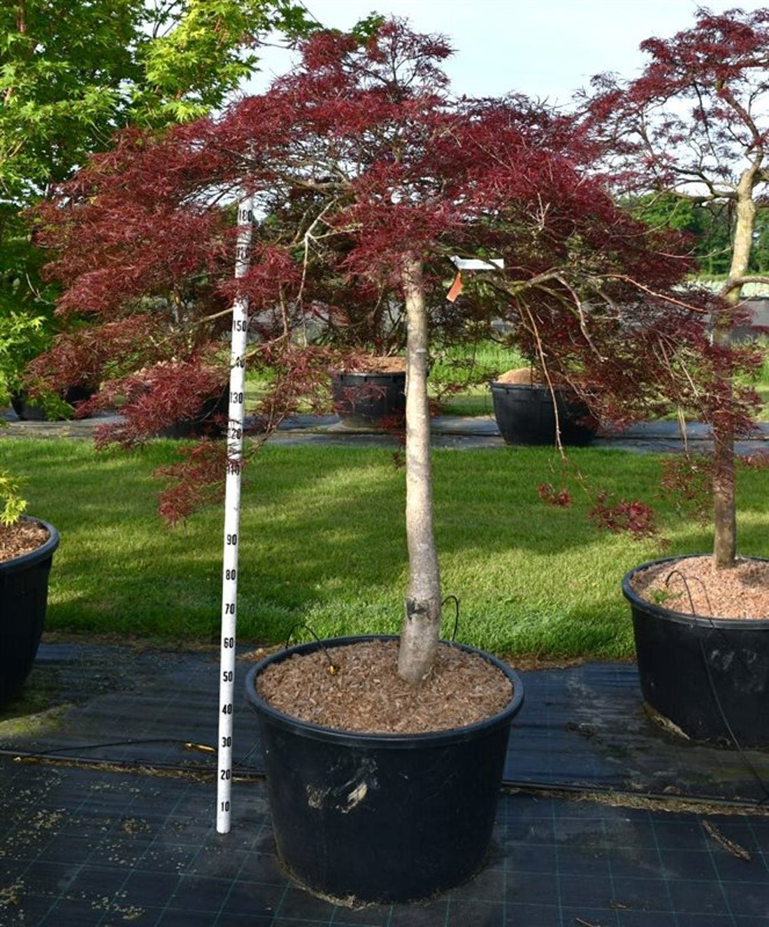 Japansk lönn – Acer palmatum &