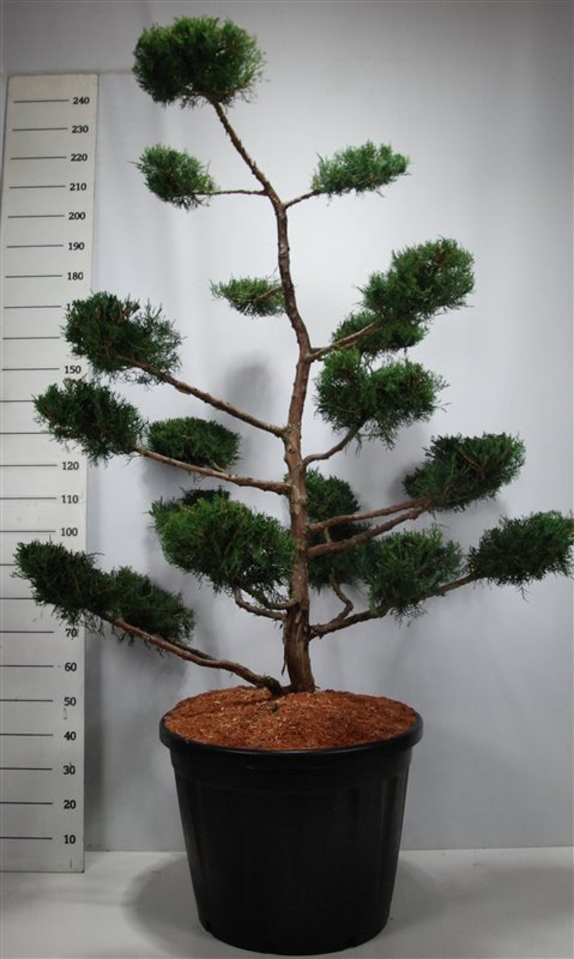 Virginsk en – Juniperus virginiana &