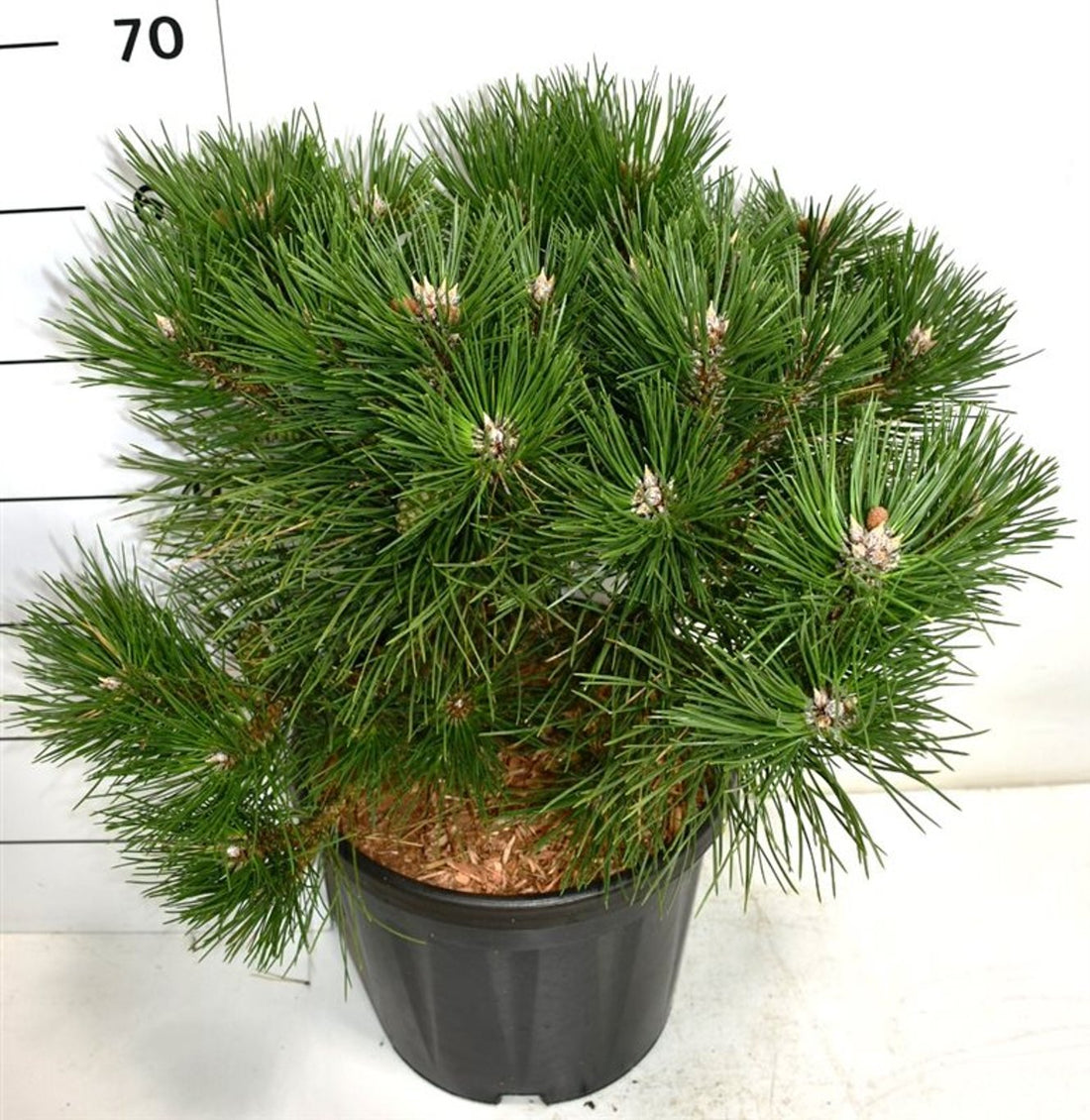 Svarttall – Pinus nigra &