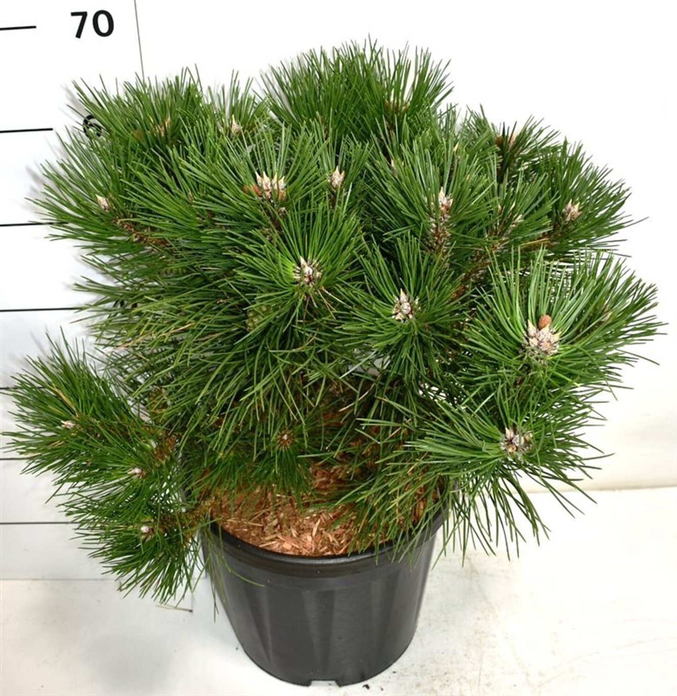 Svarttall – Pinus nigra &