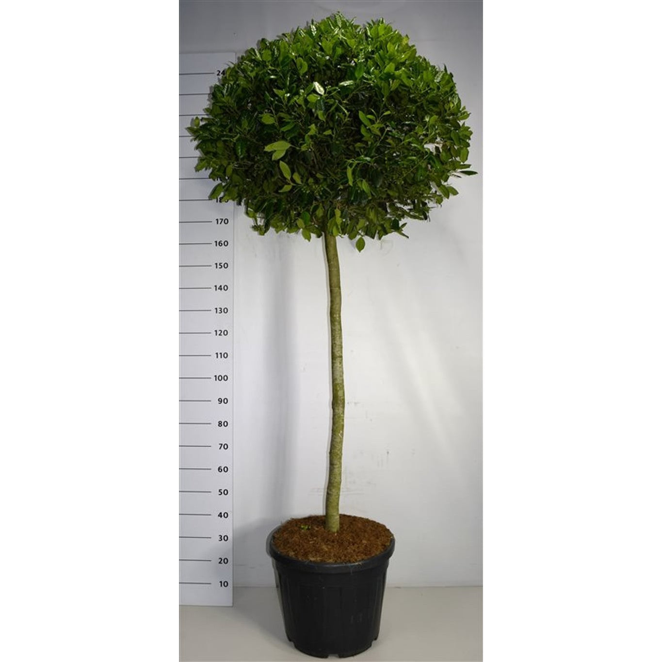 Järnek – Ilex 'Nellie R. Stevens' - 120 CM Stem Cont.