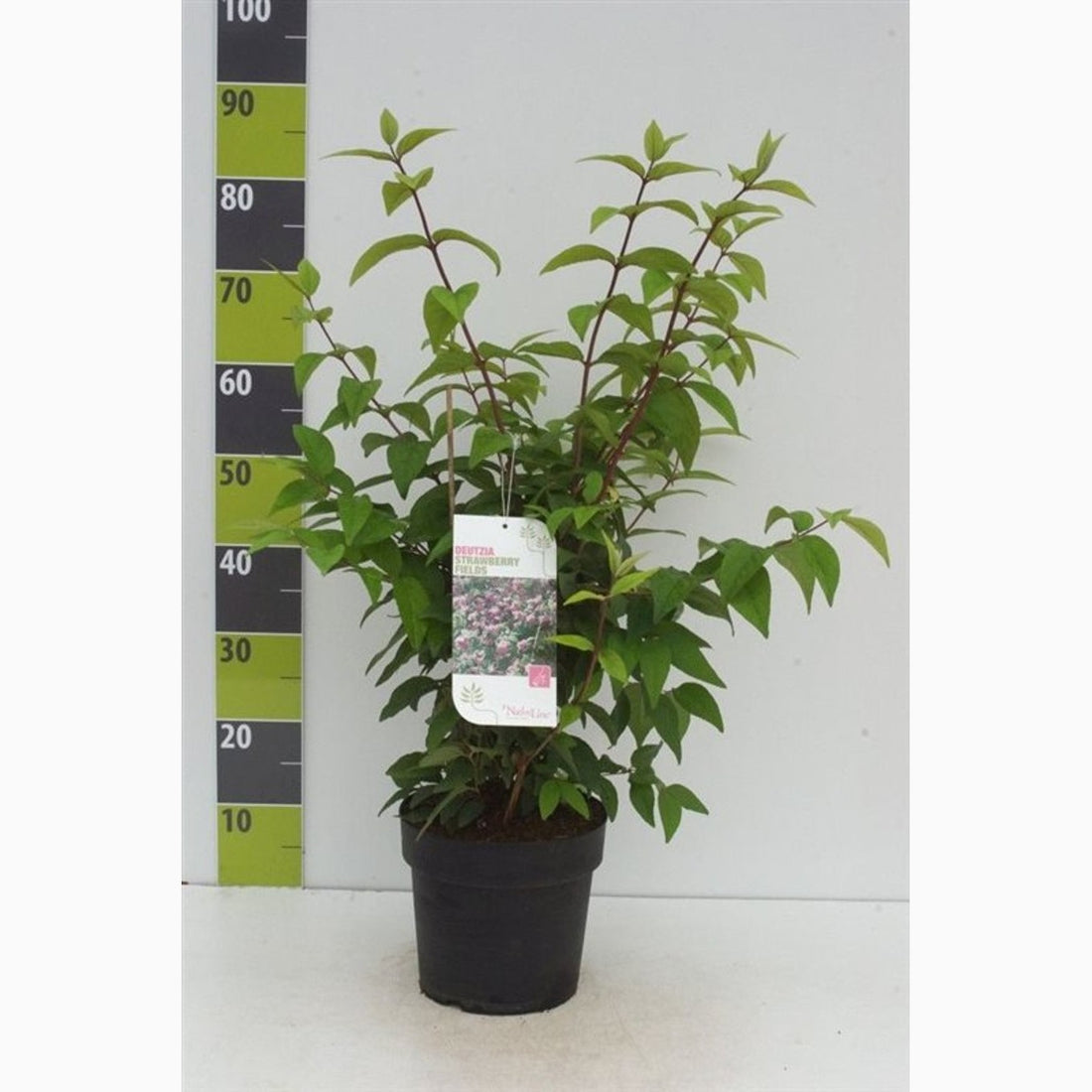 Slånspirea – Deutzia hybrida &