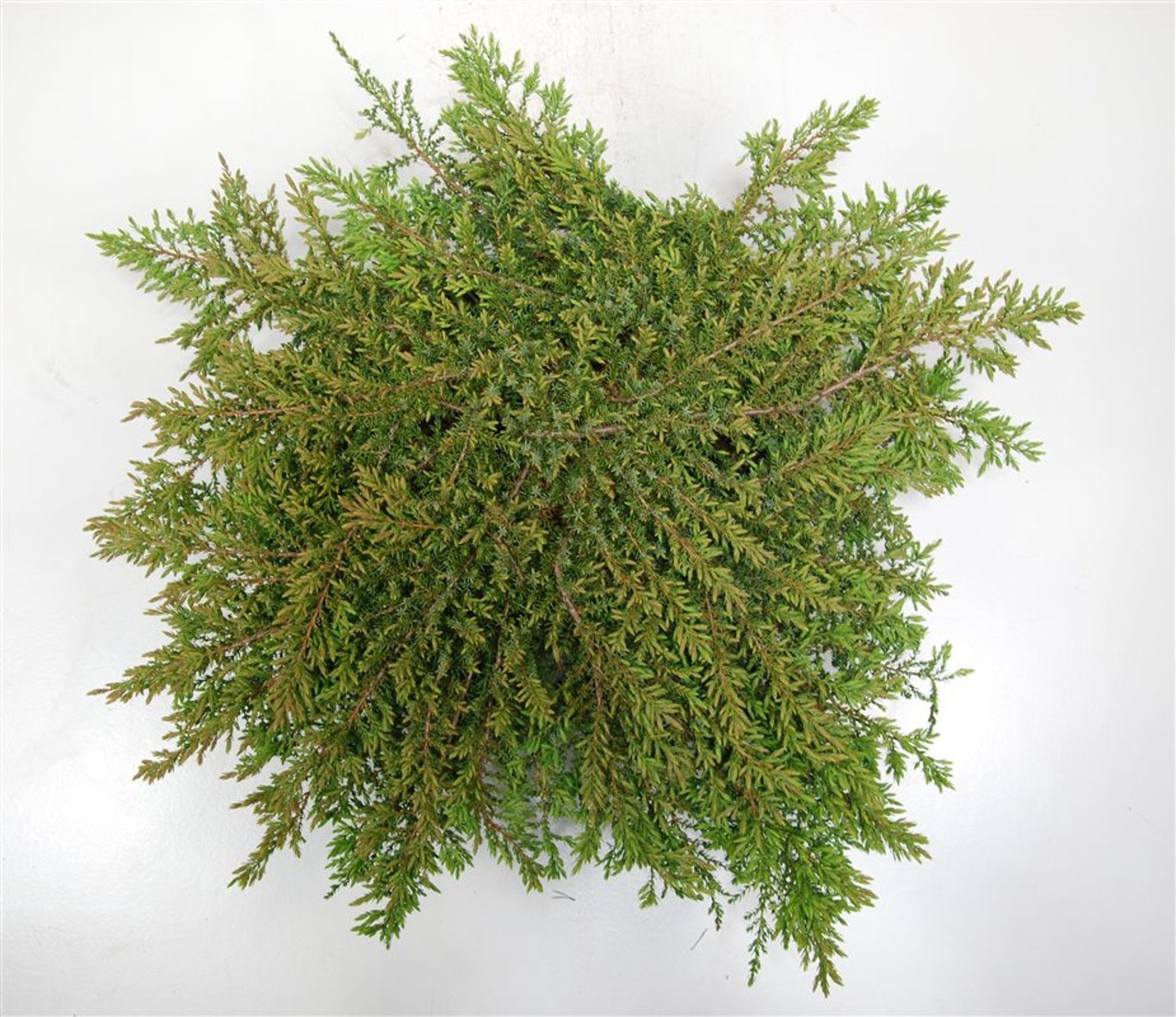 En – Juniperus communis 'Green Carpet' - C12 60-70 cm.