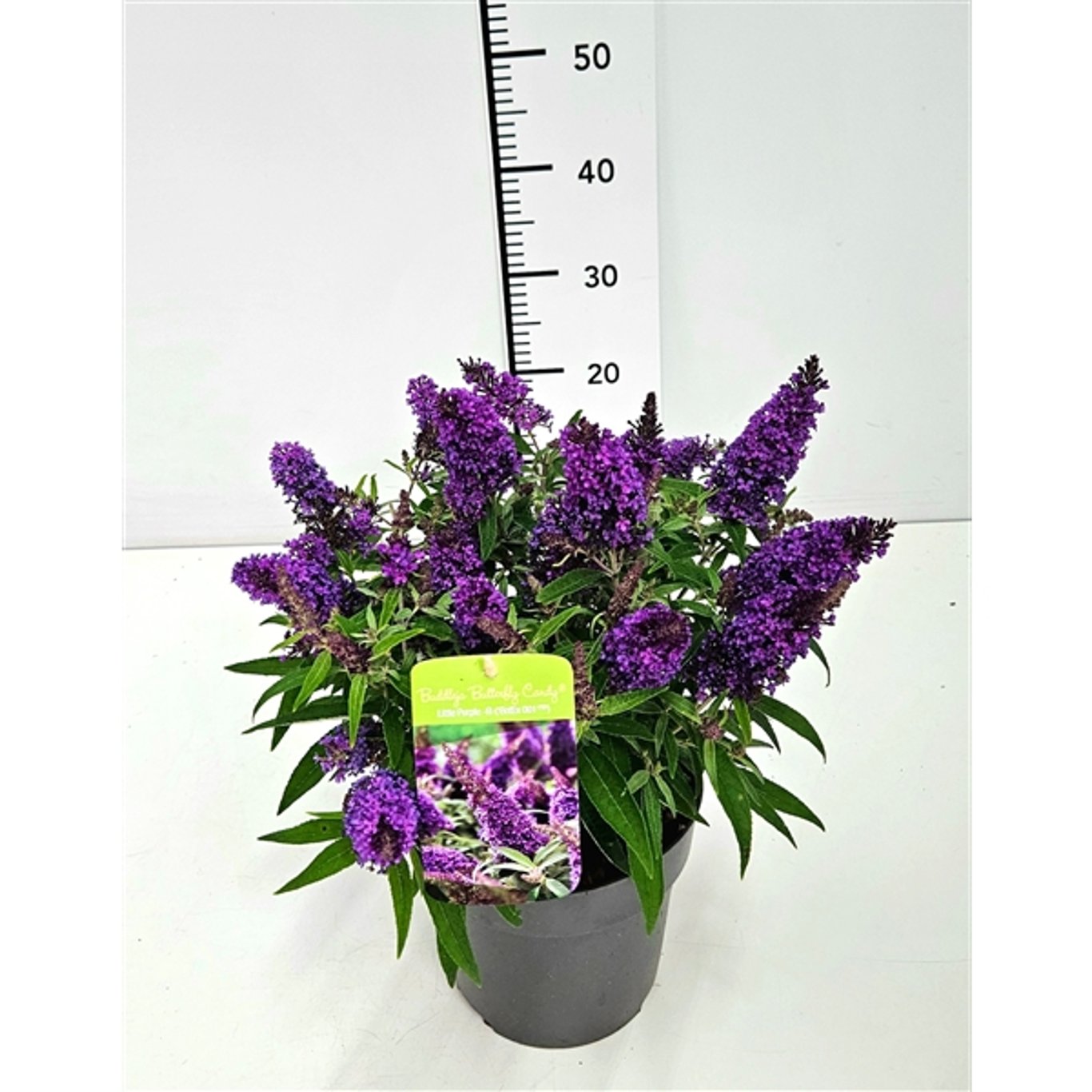 Sommarlilja – Buddleja d. 'B. Candy Little Purple' - C3