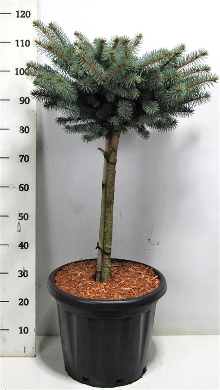 Blågran – Picea pungens &