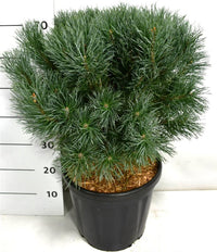 Tall – Pinus sylvestris 'Watereri' - C18 50-60 cm.