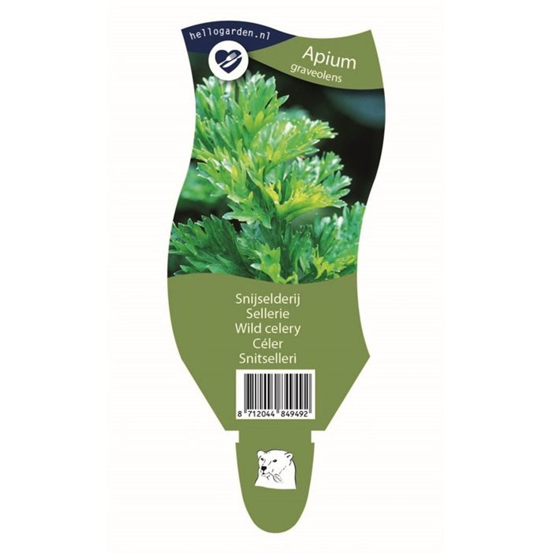 Selleri – Apium graveolens - P11