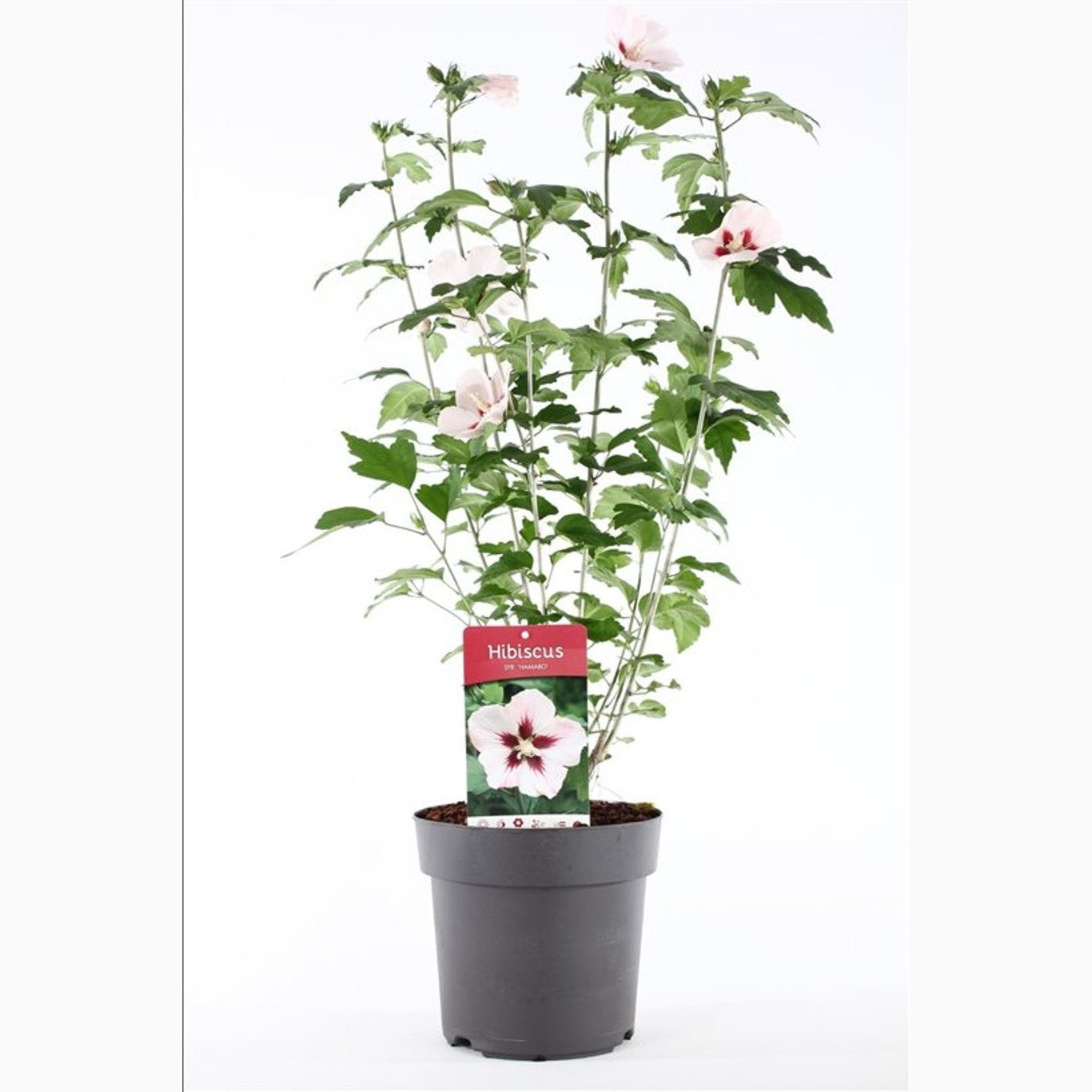 Hibiskus – Hibiscus syriacus 'Hamabo' - C5