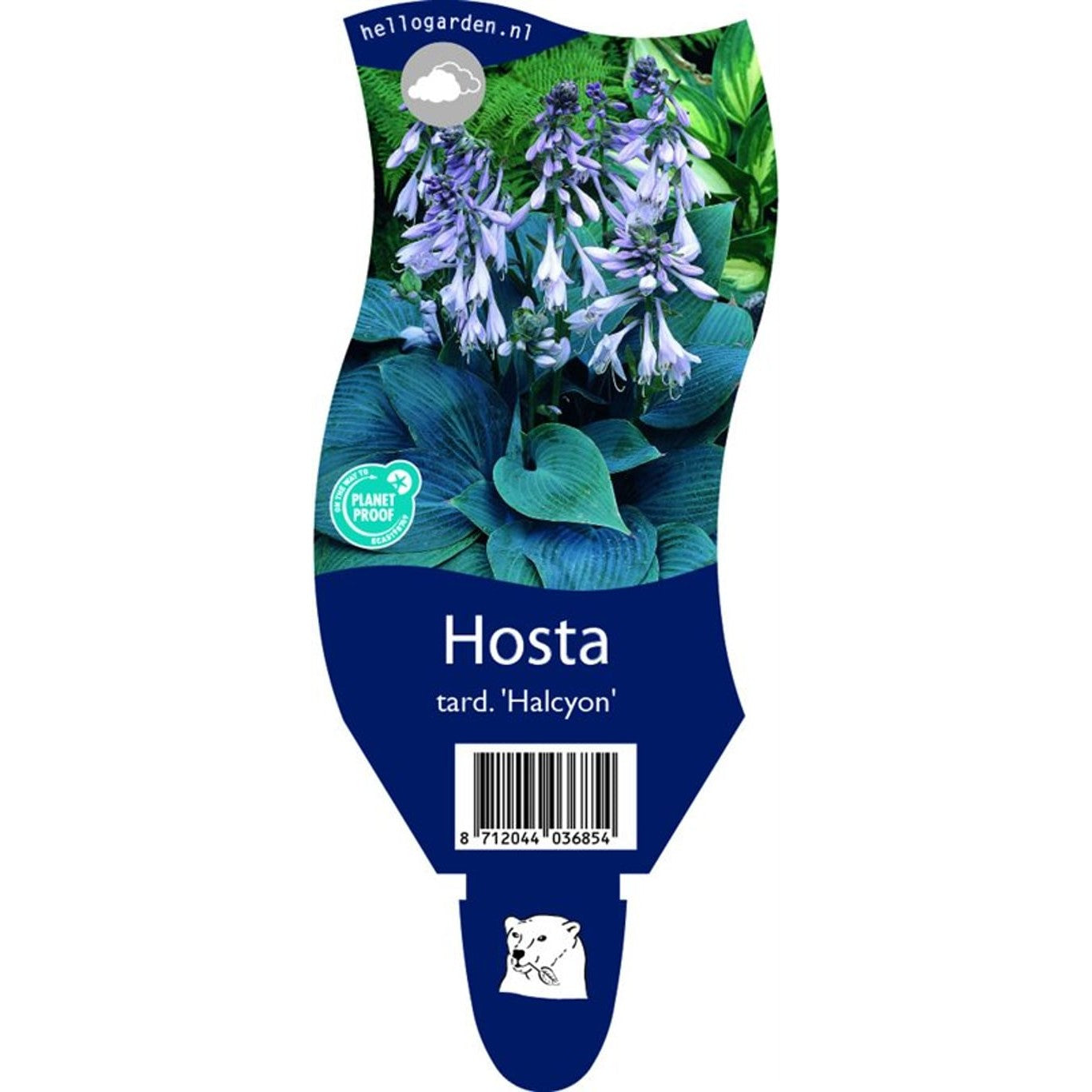 Funkia – Hosta 'Halcyon' - P11