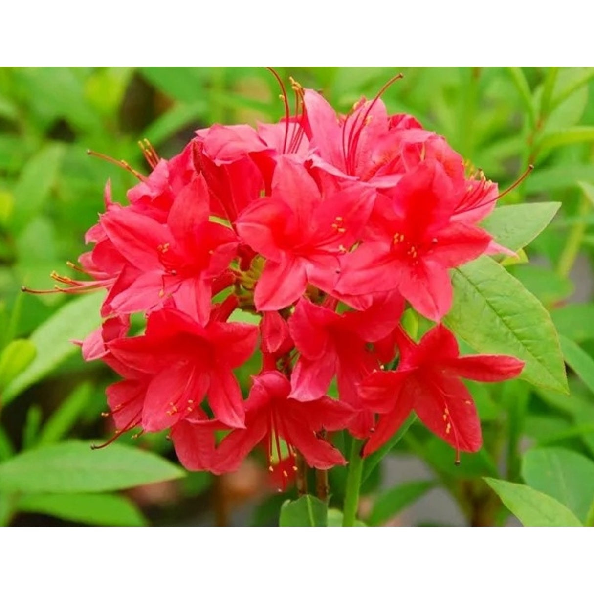 Rhododendron – Rhododendron (AV); 'Karminduft' - C5 40-50 CM