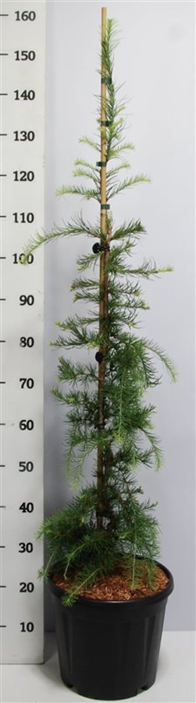 Japansk lärk – Larix kaempferi &