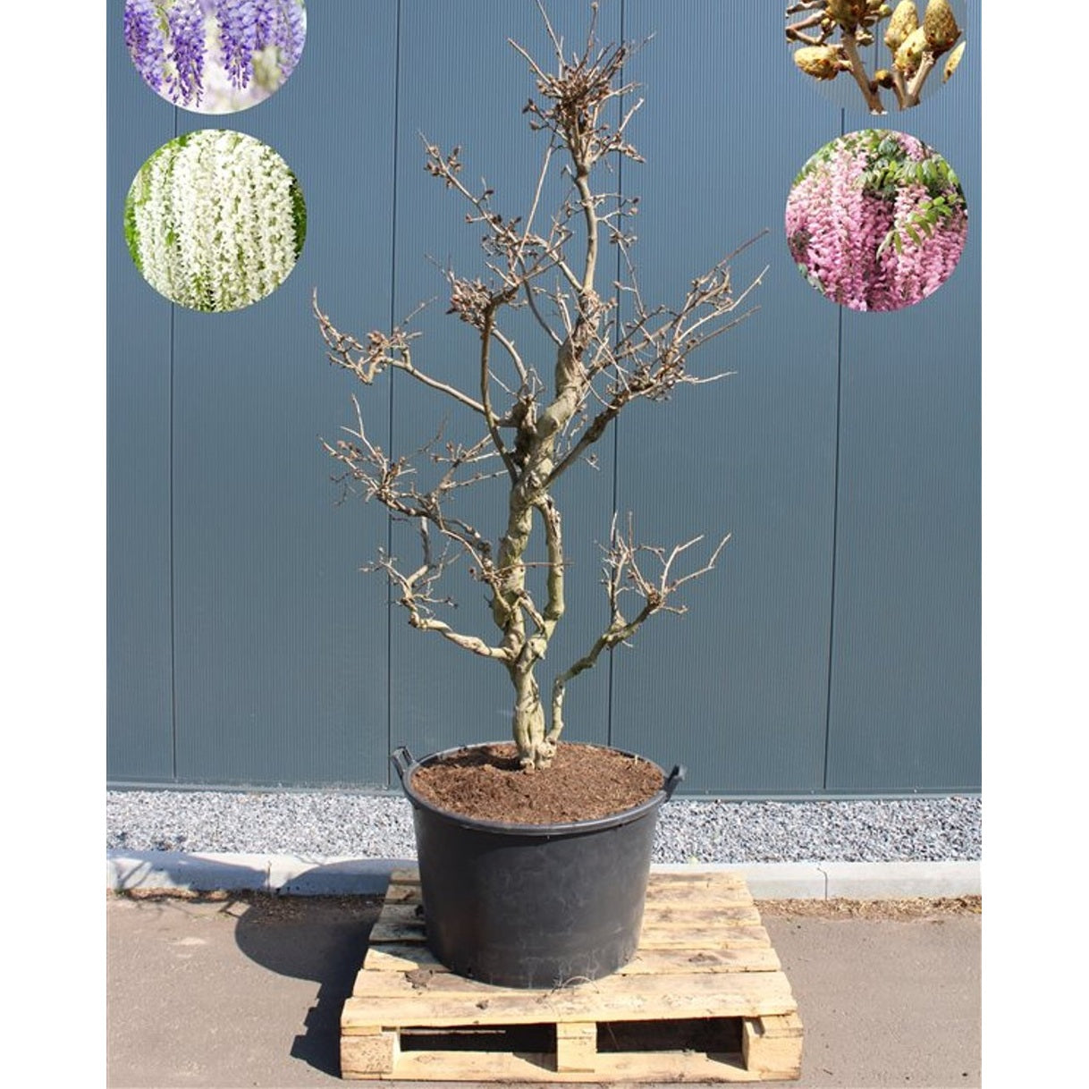 Blåregn – Wisteria floribunda 'Rosea' - 200-225 CM in Cont.