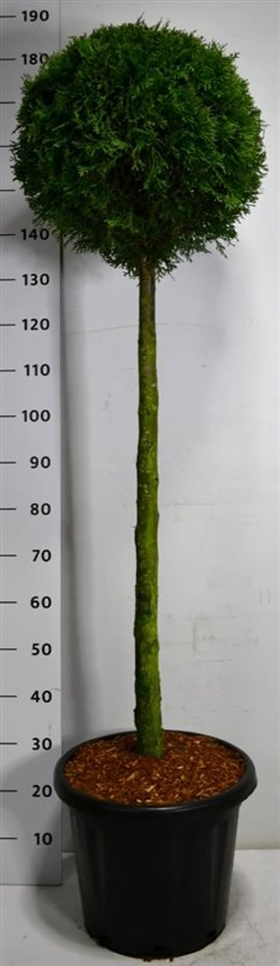 Thuja – Thuja occidentalis 'Smaragd' - C25 90 cm. Stam