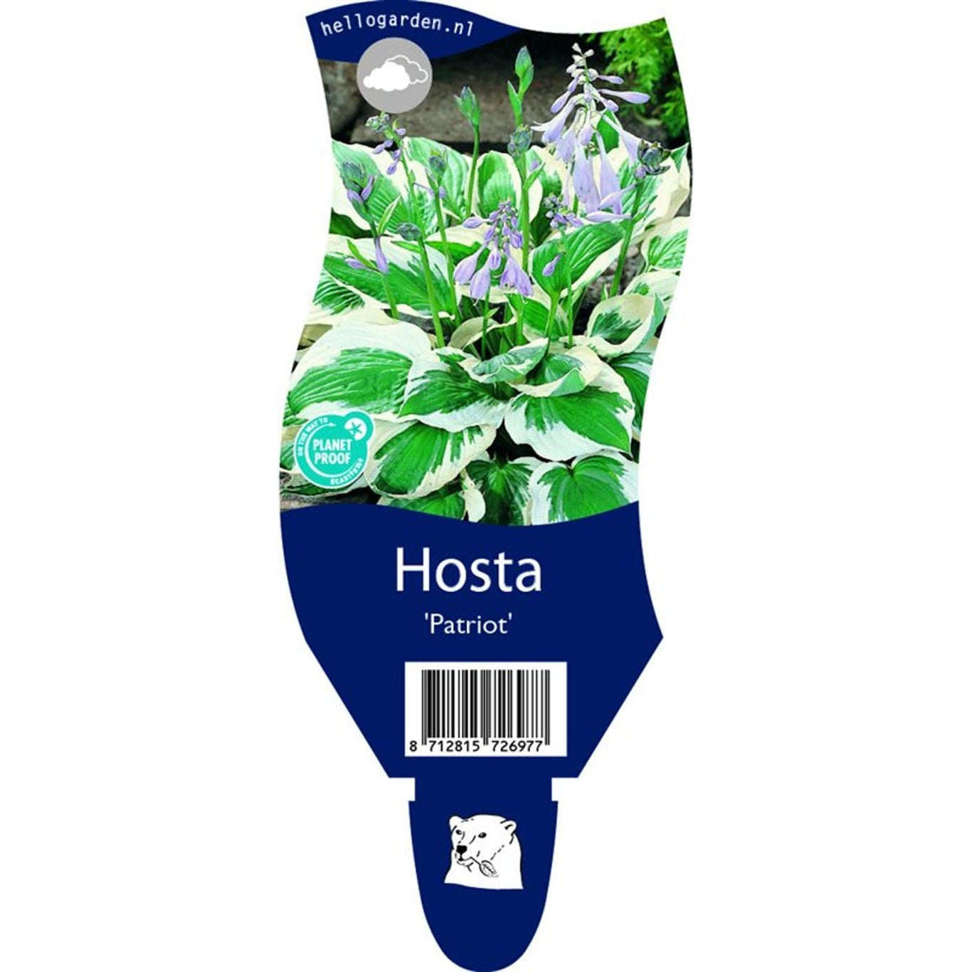 Funkia – Hosta 'Patriot' - P11
