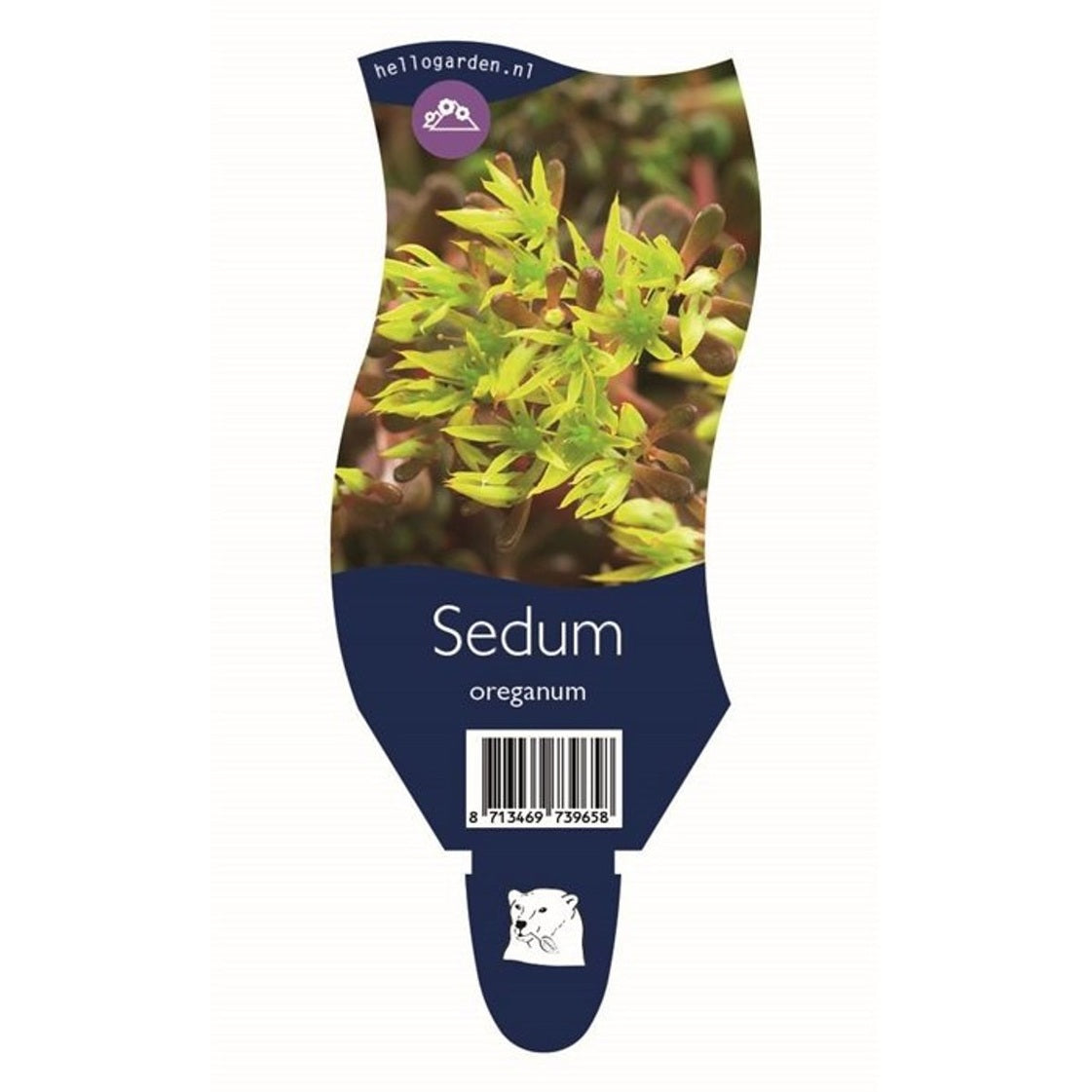 Taklök – Sempervivum ciliosum borisii - P11