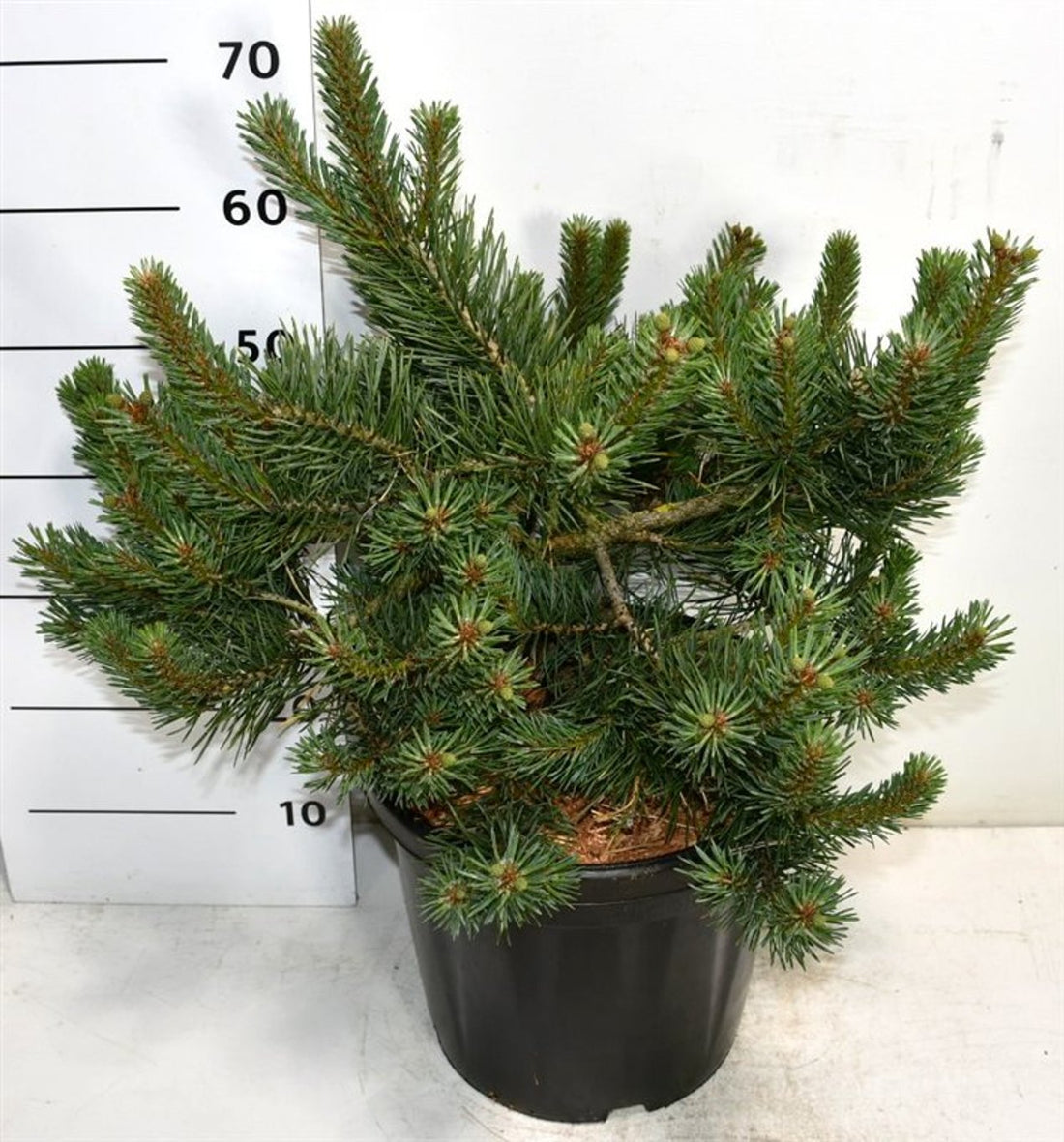 Tall – Pinus sylvestris &