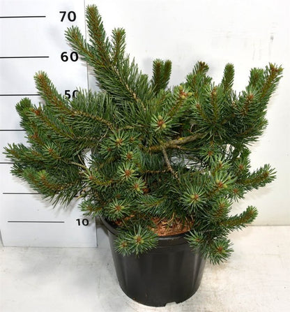 Tall – Pinus sylvestris &