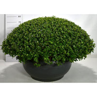 Japansk azalea – Rhododendron (AJ) 'Dorothy Haiden' - C80 90-100 cm. Bol Plateau