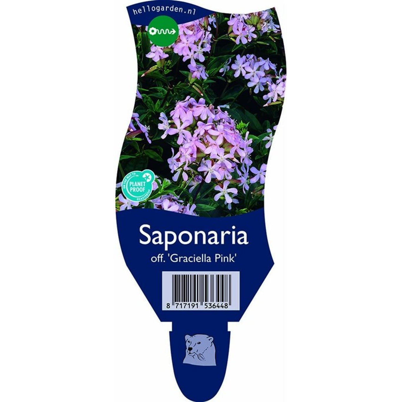 Tvålört – Saponaria officinalis 'Graciella Pink' - P11