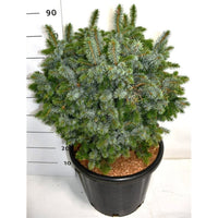 Sitkagran – Picea sitchensis 'Tenas' - C35 60-70 cm.
